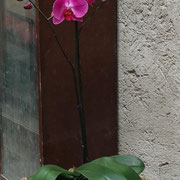 Orquideas, macetas, fibra de coco.