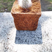 Maceta de fibra de coco N.06. con cactus.