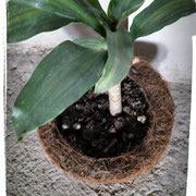 Maceta de fibra de coco.