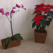 Orquideas, macetas, fibra de coco.