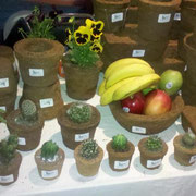 Macetas de fibra de coco con cactaceas.