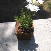 Maceta de fibra de coco.