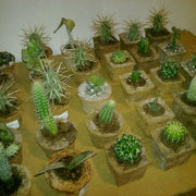Macetas de fibra de coco con cactaceas.