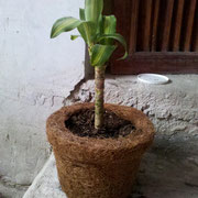 Maceta de fibra de coco.