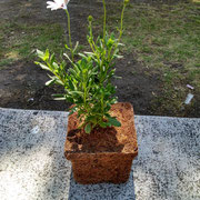 Maceta de fibra de coco.
