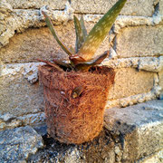 Maceta de fibra de coco.