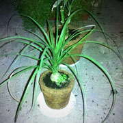 Maceta de fibra de coco.