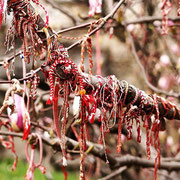 Nach Frühlingsanfang - Martenizi auf dem ersten blühenden Baum