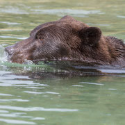 Alaska Grizzly, Katmai National Park