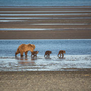 Alaska Grizzly, mother with cubs in tidal zone
