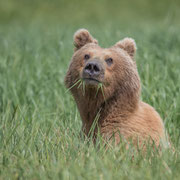 Grizzly eating grass