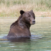Alaska Grizzly, Katmai National Park