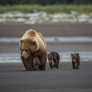 Alaska Grizzly, Katmai National Park