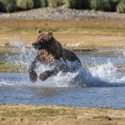 Grizzly chasing for salmon