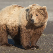 Alaska Grizzly, Katmai National Park