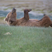 Grizzly doing some exercise