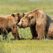 Alaska Grizzly, Katmai National Park