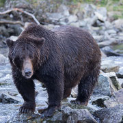Alaska Grizzly, Katmai National Park
