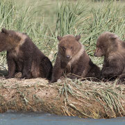 Alaska Grizzly, Katmai National Park