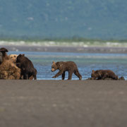 Alaska Grizzly, Katmai National Park