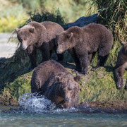 Grizzly cubs at the river bank watching mother fishing