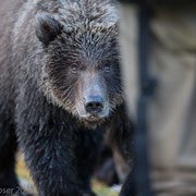 Alaska Grizzly, Katmai National Park