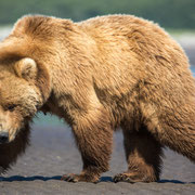 Alaska Grizzly, Katmai National Park