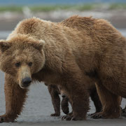 Alaska Grizzly, Katmai National Park
