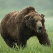 Alaska Grizzly, Katmai National Park