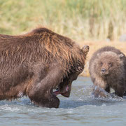 Alaska Grizzly, Katmai National Park