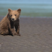 Alaska Grizzly, Katmai National Park, Grizzly cub