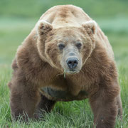 Alaska Grizzly, Katmai National Park