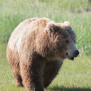 Alaska Grizzly, Katmai National Park