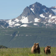 Alaska Grizzly, Katmai National Park