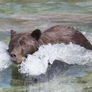Alaska Grizzly, Katmai National Park