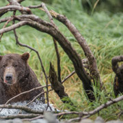 Grizzly sitting in river waiting for salmon