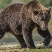 Alaska Grizzly, Katmai National Park