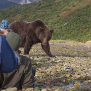 Alaska Grizzly, Katmai National Park