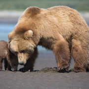 Alaska Grizzly, Katmai National Park