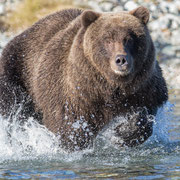 Grizzly chasing for salmon