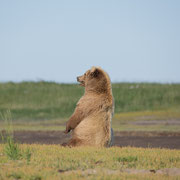 Alaska Grizzly, Katmai National Park