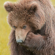 Alaska Grizzly, Katmai National Park