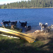 Kanu  und Hunde im Sommer