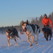 Schlittenhundetour in Schwedisch Lappland