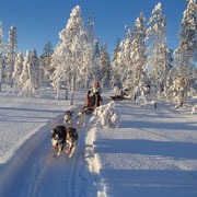 Hundeschlittenfahrten in Lappland