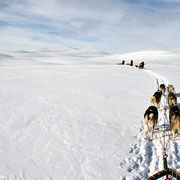 Hundeschlitten im Gebirge