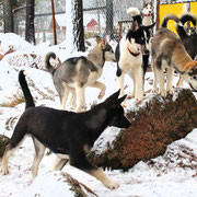 Huskys in Lappland