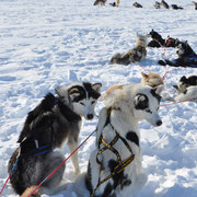 Siberian Huskys pausieren bei einer Expeditionstour
