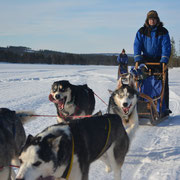 Huskytouren in Lappland