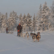 Huskytouren in Lappland